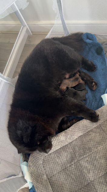 Exceptional Chow Chow Puppies &ndash; Rare & Stunning