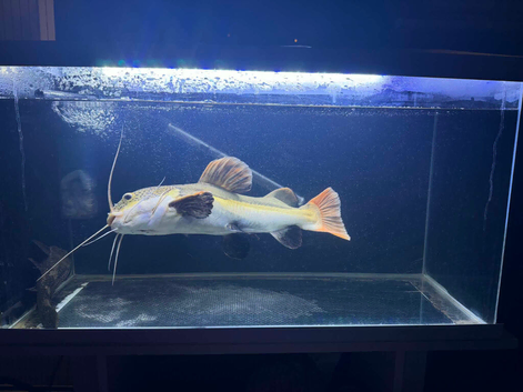 Redtail CatFish
