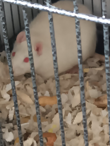 Two boy rats one year old and big cage &pound;130