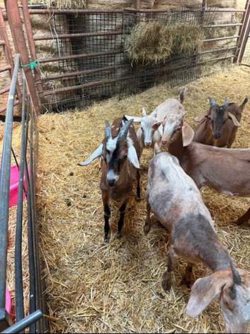 Anglo nubian x billies for sale