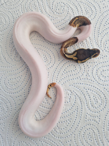 Male high white piebald