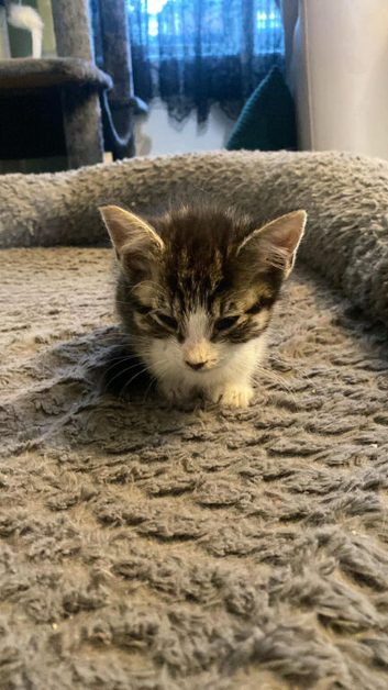 Kittens ready to leave last few