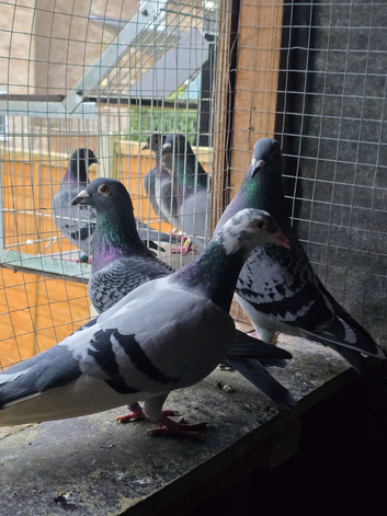 Pigeon