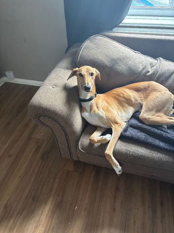 Saluki Bull