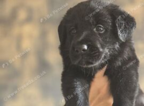 German shepherd x Labrador puppies READY NOW