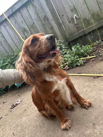 3 year old cocker spaniel bitch