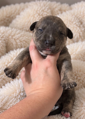 Gorgeous Blue & Brindle Mixed Breed Puppies