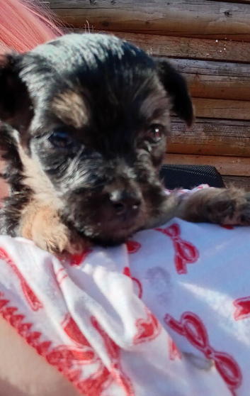 Gorgeous Yorkies litter of four teacups 3boys 1 blue eyed girl available