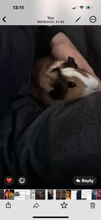 2 guinea pigs for re home both males