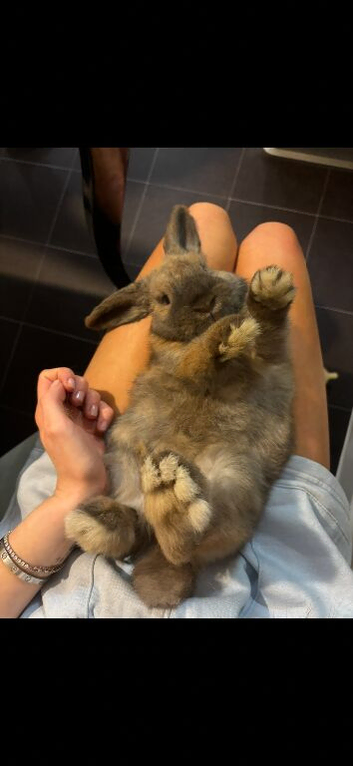 Pure bred mini lop boy
