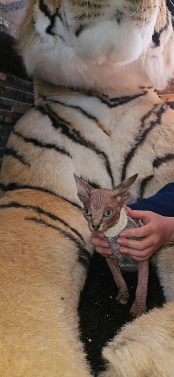 Sphynx kittens
