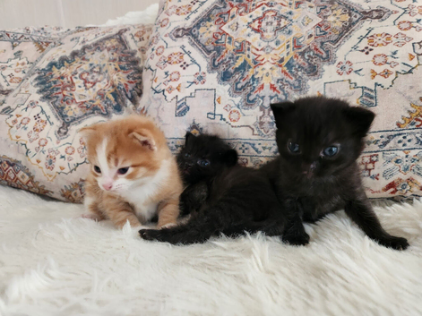 Kittens  ready August 20th