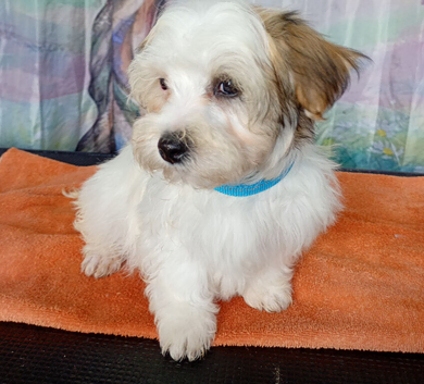 RUDUCED TO &pound;900 OVNO 1 boys remaining ️AMAZING full breed Havanese puppies