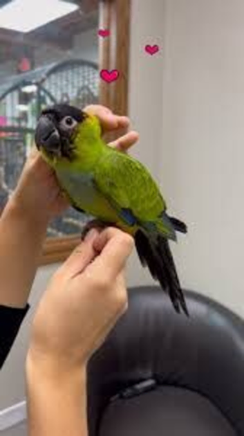 Black hooded nanday conure