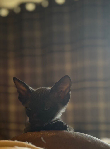 Black boy Sphynx cat for sale