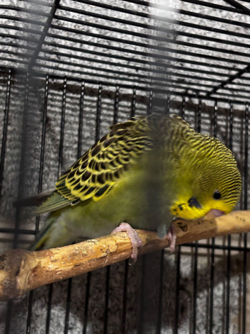 4 Green budgies looking for new home
