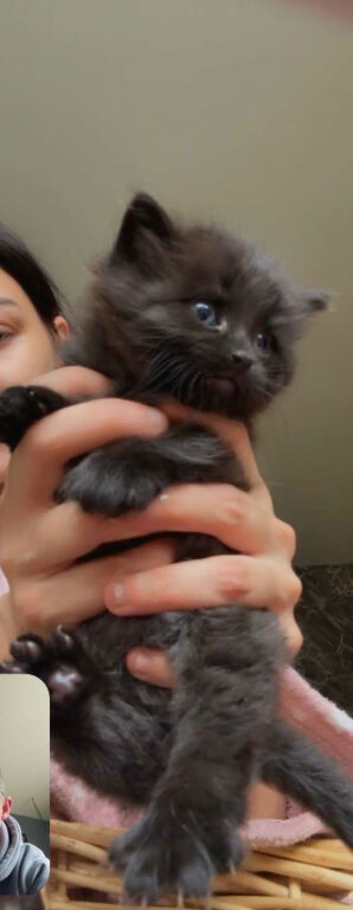 Beautiful fluffy kittens