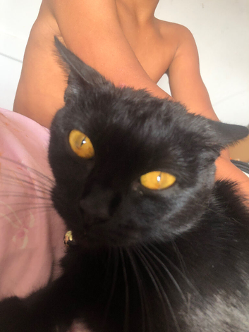 Black brit shorthair