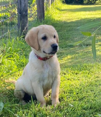 Beautiful Labrador Retriever Puppies available.
