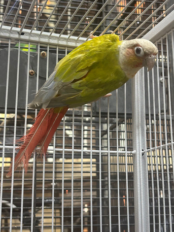 Pineapple conure