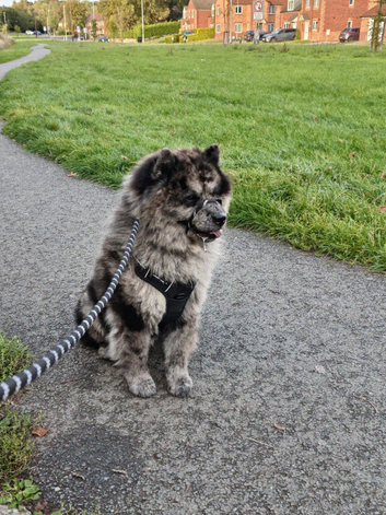 Male chow chow