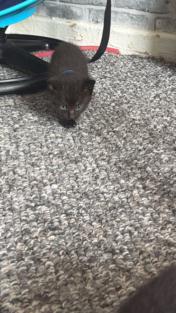 4 kittens 3x girls & 1 boy
