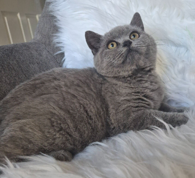 Beautiful Blue male kitten