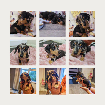 Two miniature dapple dachshunds