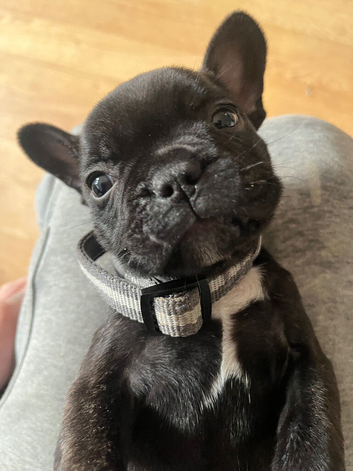 6 frenchie puppies