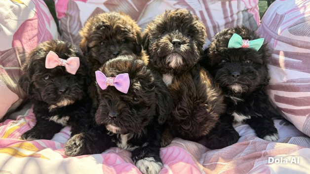Shihpoo
