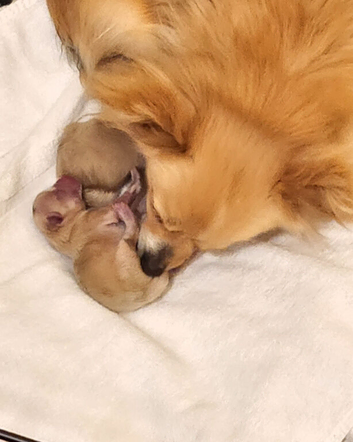 Pomeranian puppies