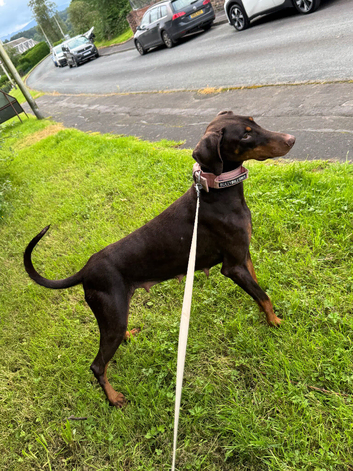 Adult Doberman