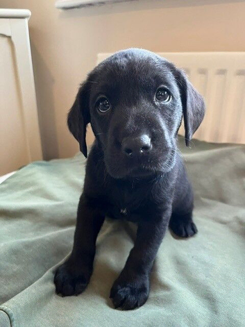 KC registered working black labrador puppies