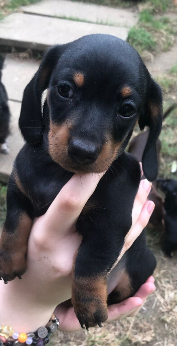 2 miniature dutch hound boy, puppies
