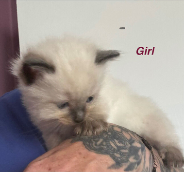 1 female left ragdolls