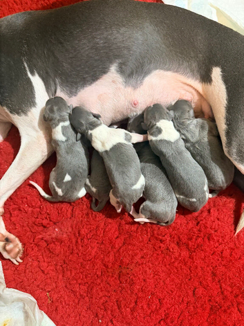 Whippet puppies