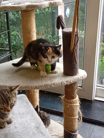 Bengal X kittens now ready?