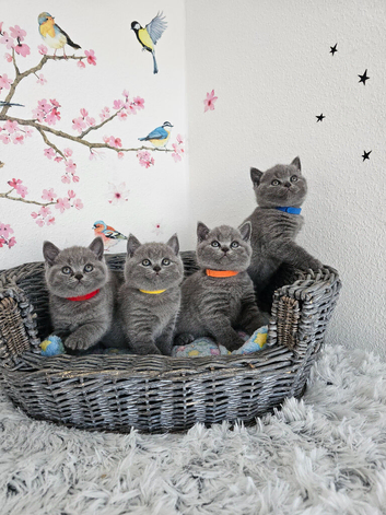 British Shorthair Kittens