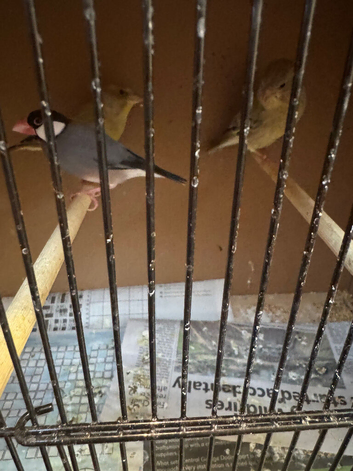 Finches