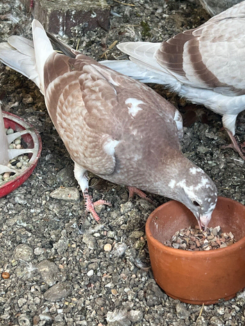 Very nice and good quality and healthy racing in Pigeon