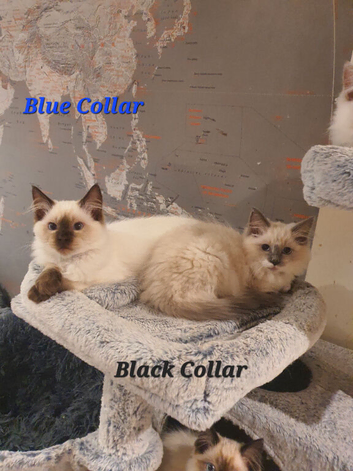Beautiful GCCF Registered Ragdoll Kittens.