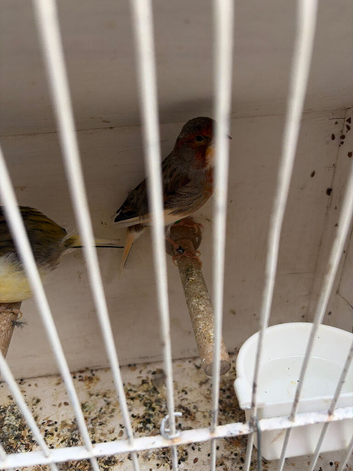 Goldfinch mule