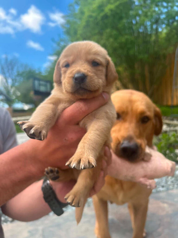 Beautiful fox red Labrador puppies. 4 weeks. Available 13th of June.