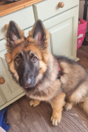 gorgeous male german shepherd