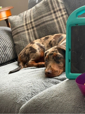 Dachshund x working cocker