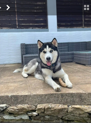 Beautiful boy for stud