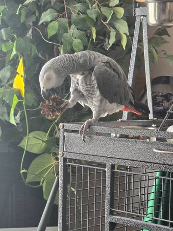 African grey boy