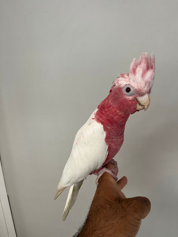 Handreared Super Tame Galah cockatoo