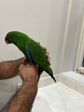 Hand reared Eclectus READY NOW!