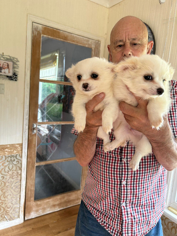 2 white pomchi for sale